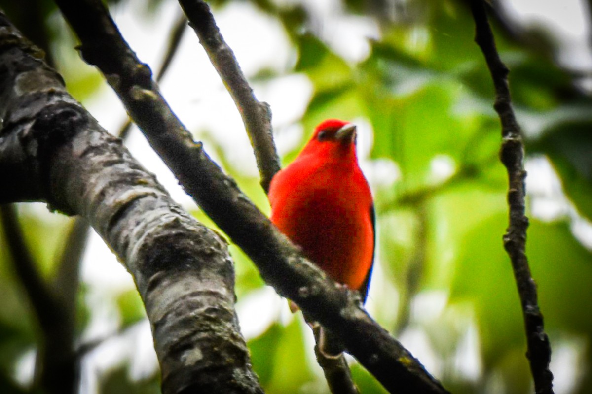 Scarlet Tanager - ML619599129