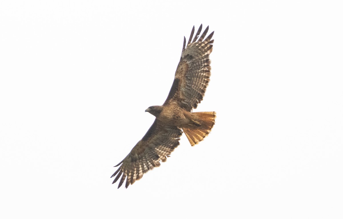 Red-tailed Hawk - ML619599146