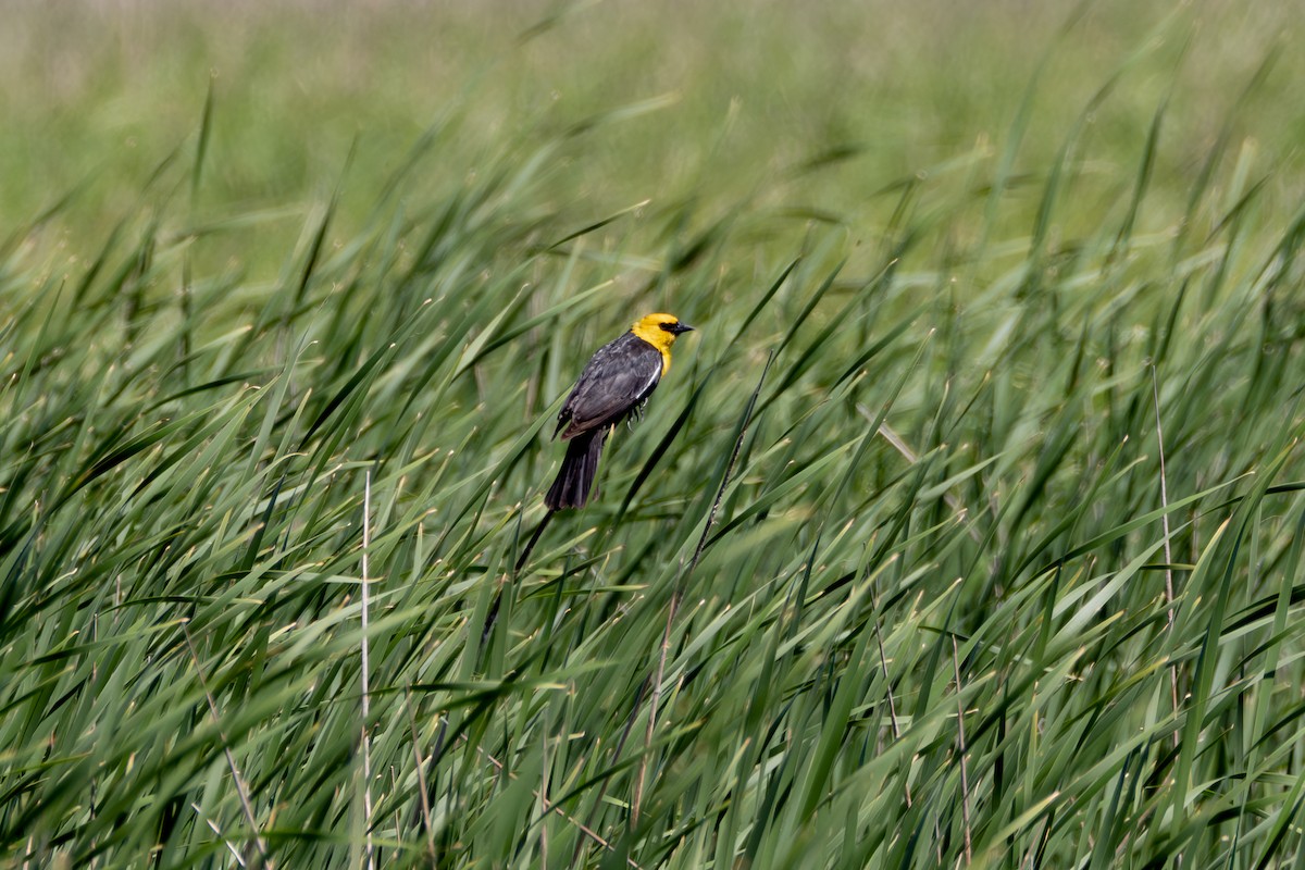 Yellow-headed Blackbird - ML619599147