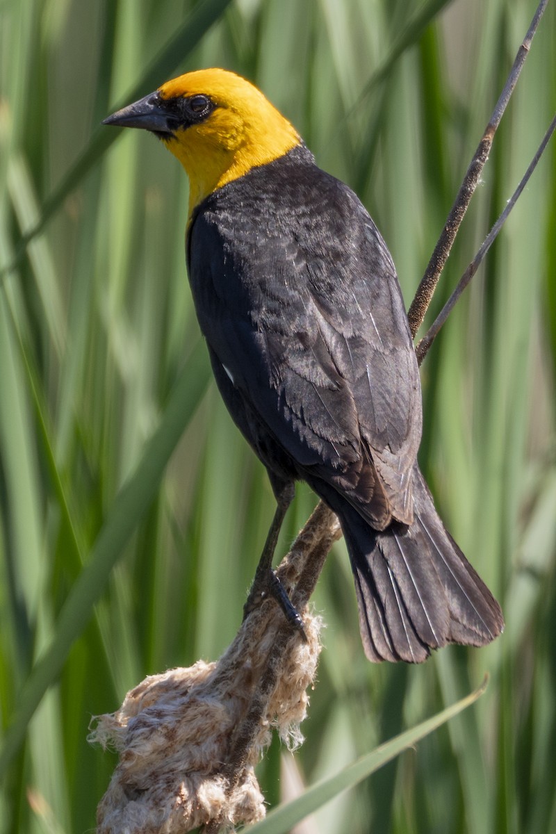 Yellow-headed Blackbird - ML619599148