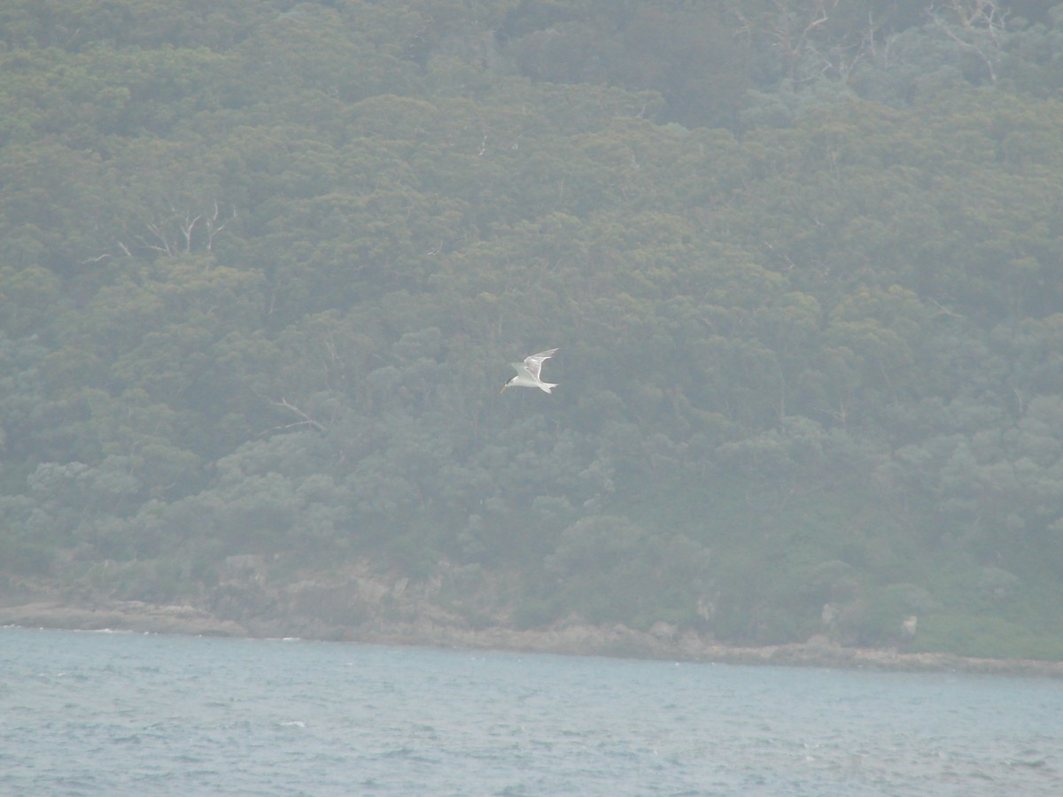 Great Crested Tern - ML619599155