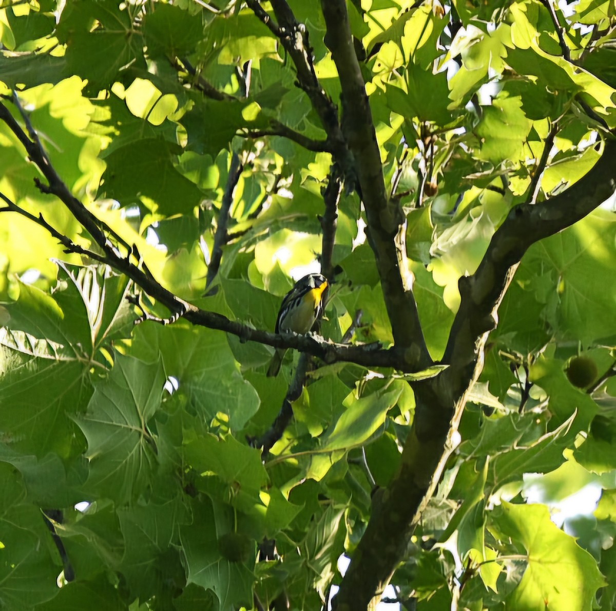 Yellow-throated Warbler - ML619599172