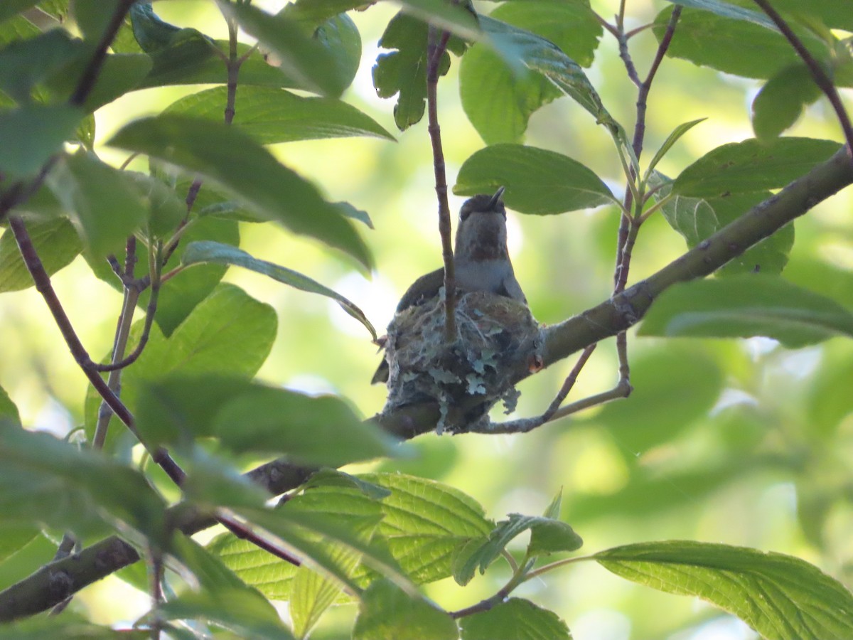 Anna's Hummingbird - ML619599199