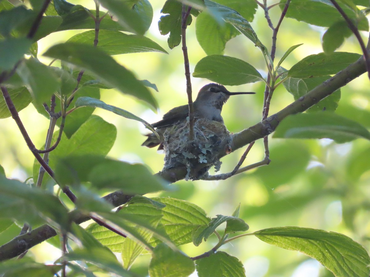 Anna's Hummingbird - ML619599205