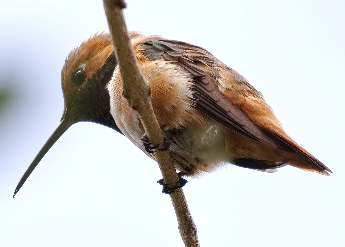 Rufous/Allen's Hummingbird - ML619599213