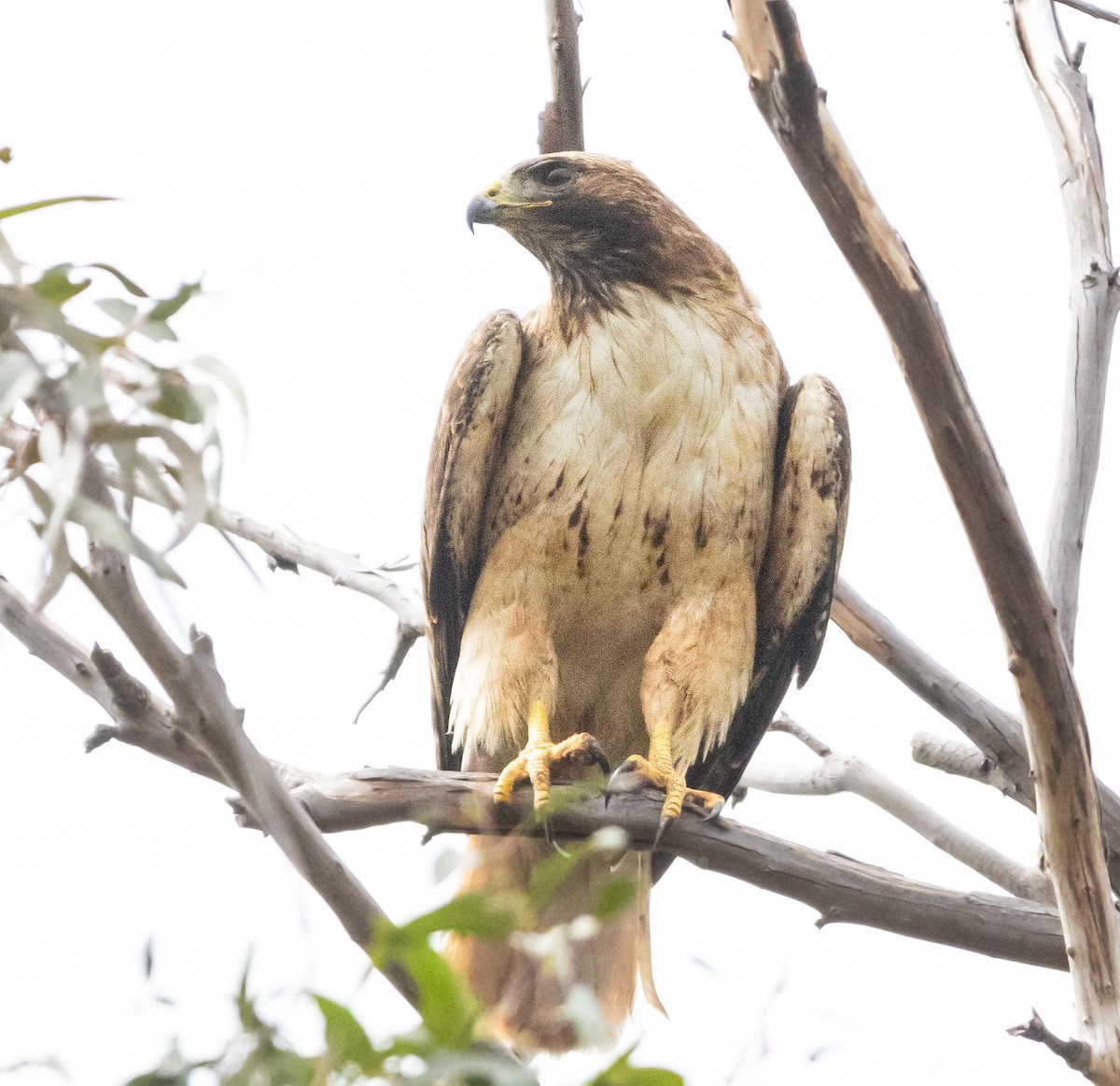 Red-tailed Hawk - ML619599217