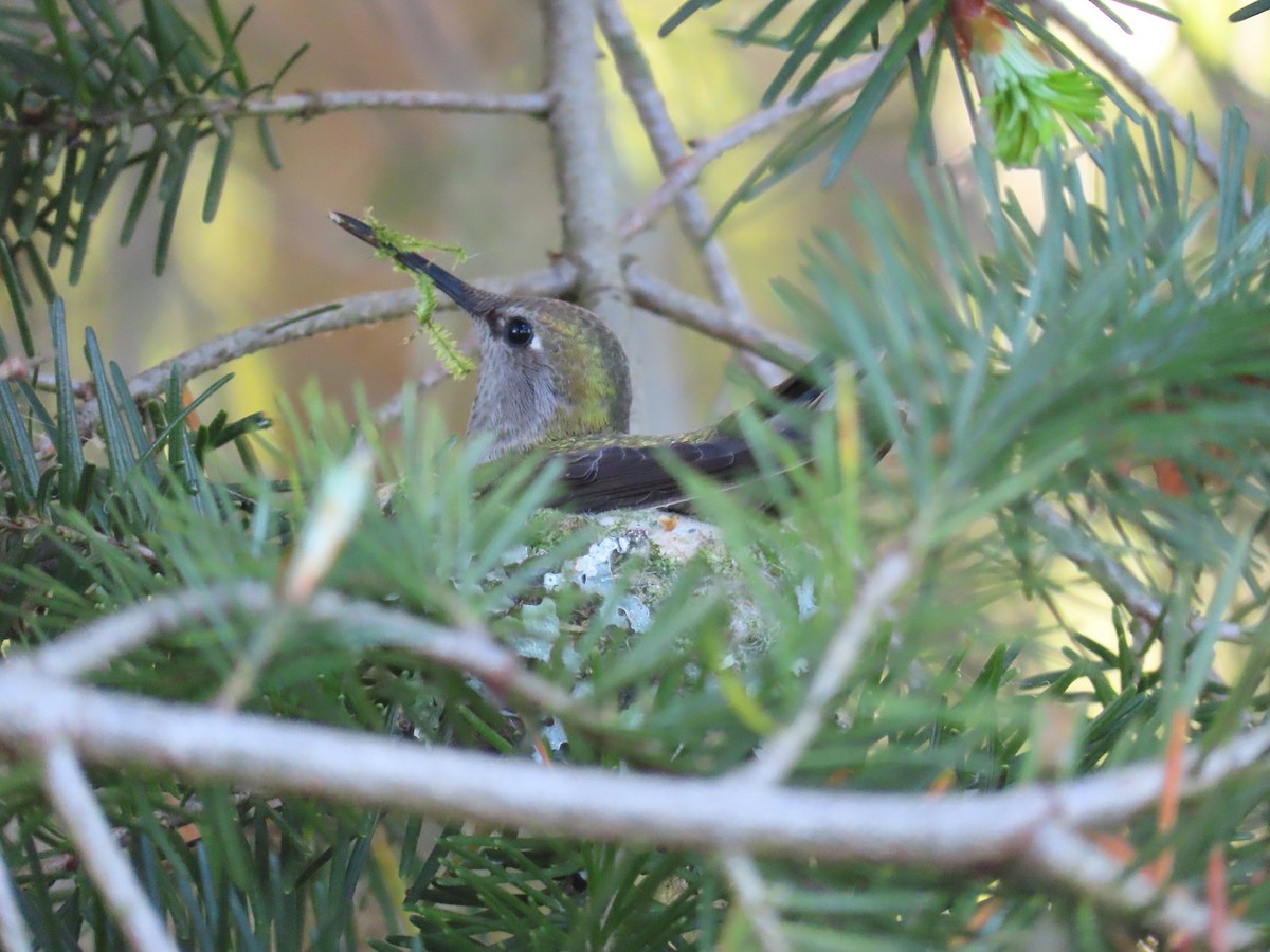 Anna's Hummingbird - ML619599238