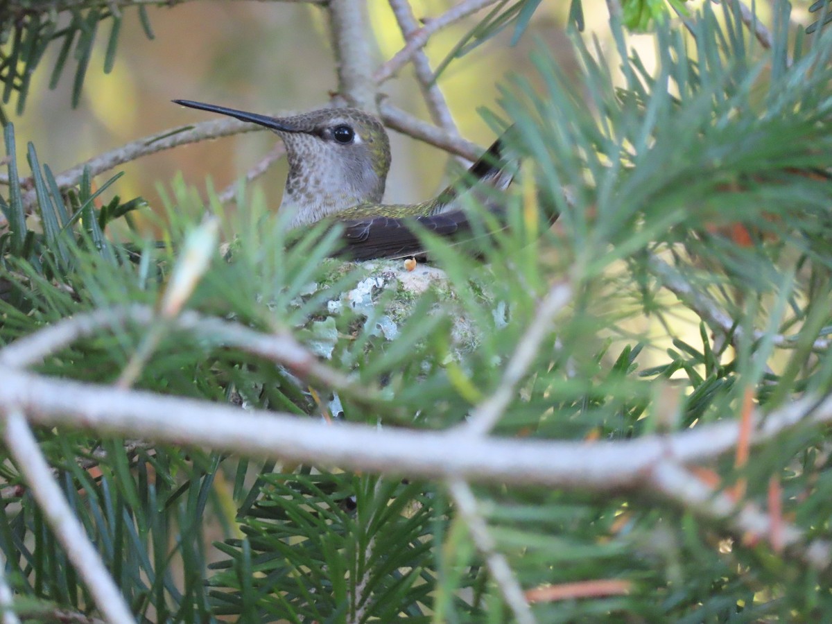 Anna's Hummingbird - ML619599242