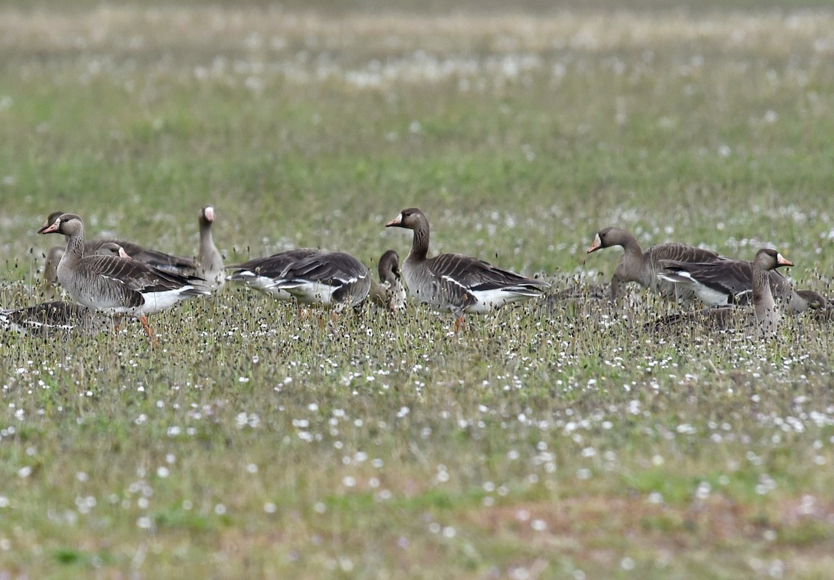 Greater White-fronted Goose - ML619599281