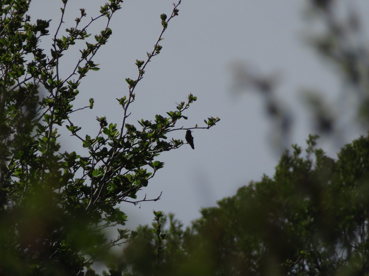Anna's Hummingbird - ML619599332