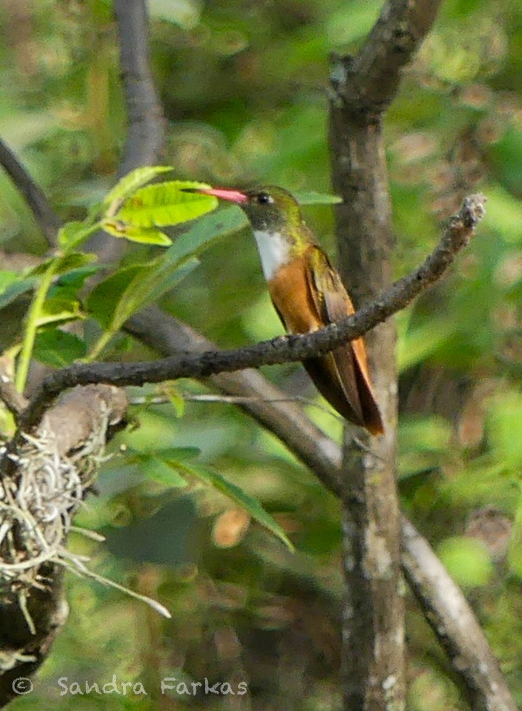 kolibřík Amazilin - ML619599337