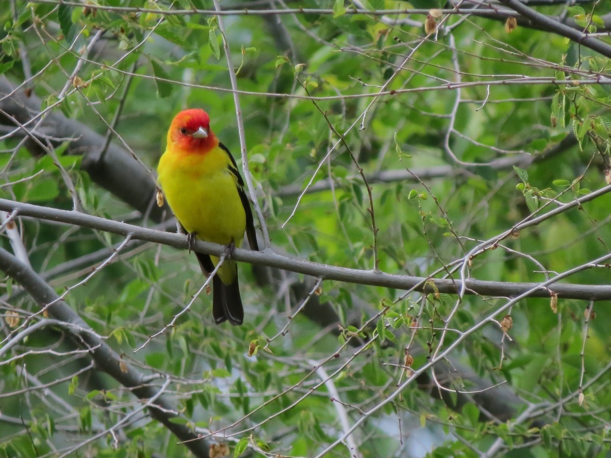 Western Tanager - ML619599341