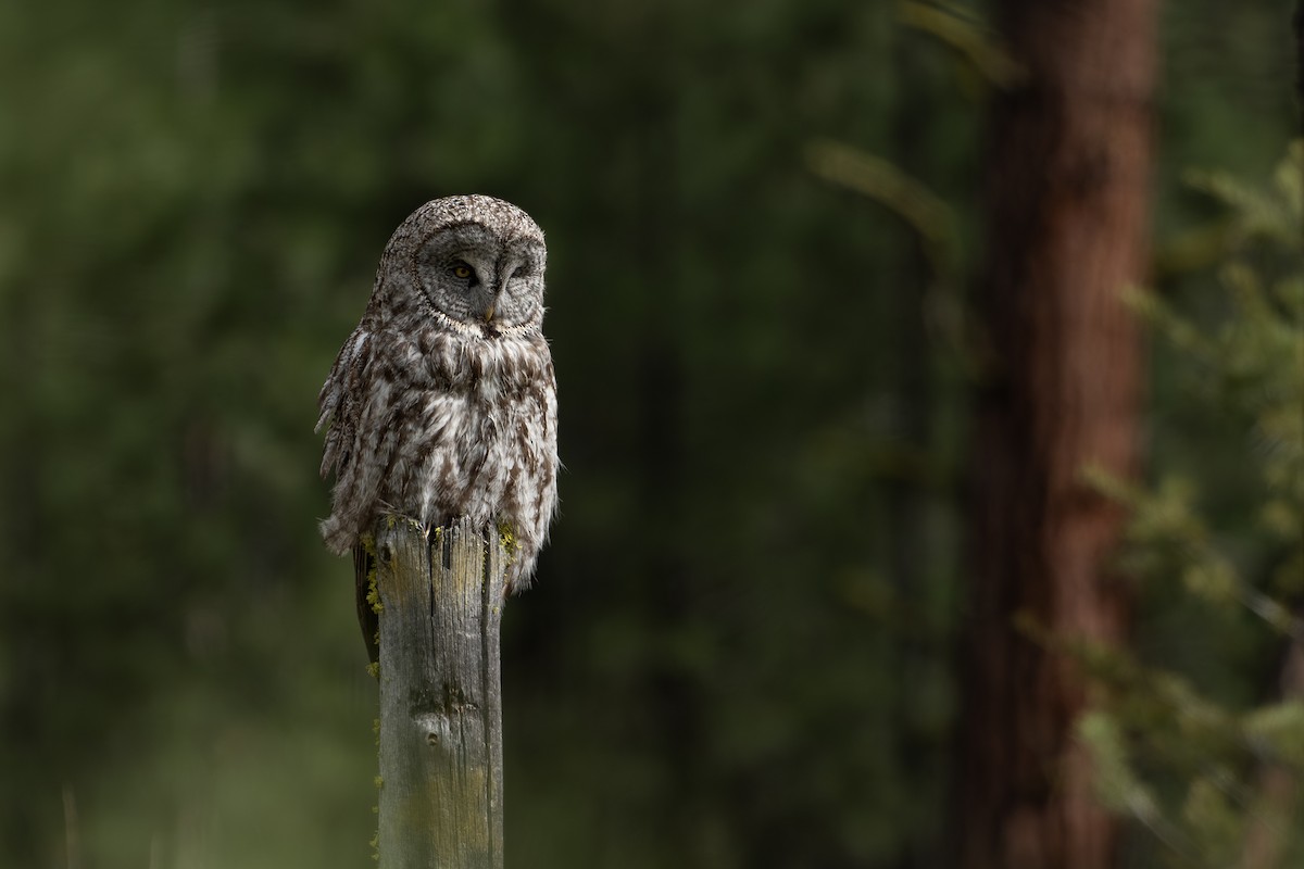 Great Gray Owl - ML619599348