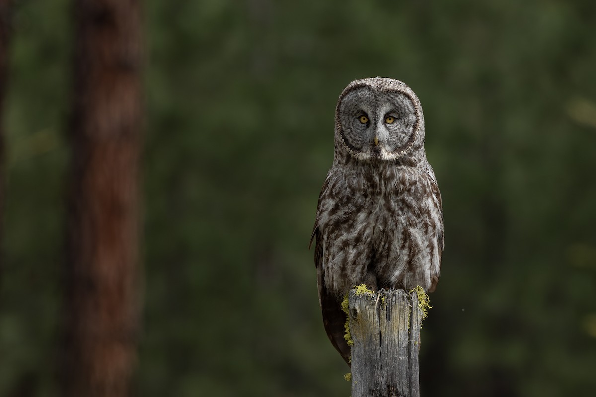 Great Gray Owl - ML619599349