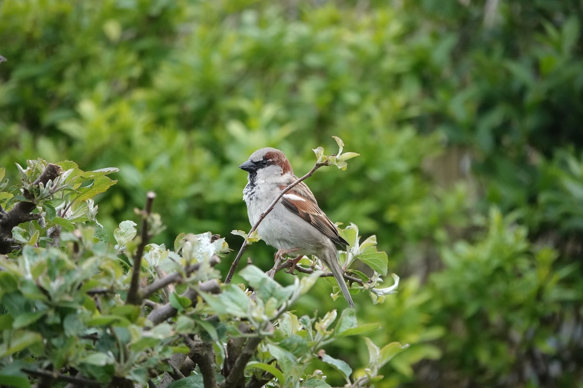 House Sparrow - ML619599415