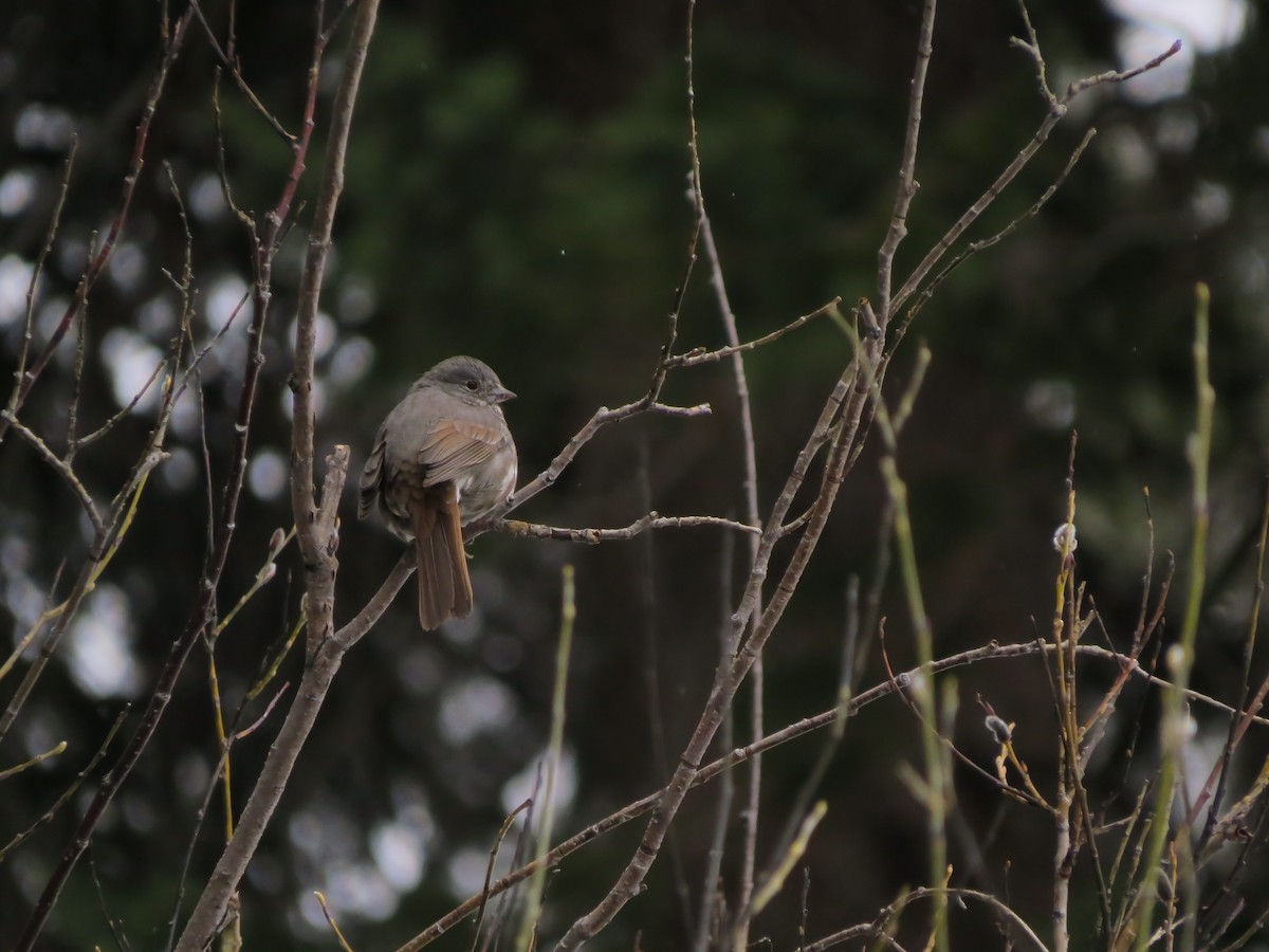Fox Sparrow (Slate-colored) - ML619599488