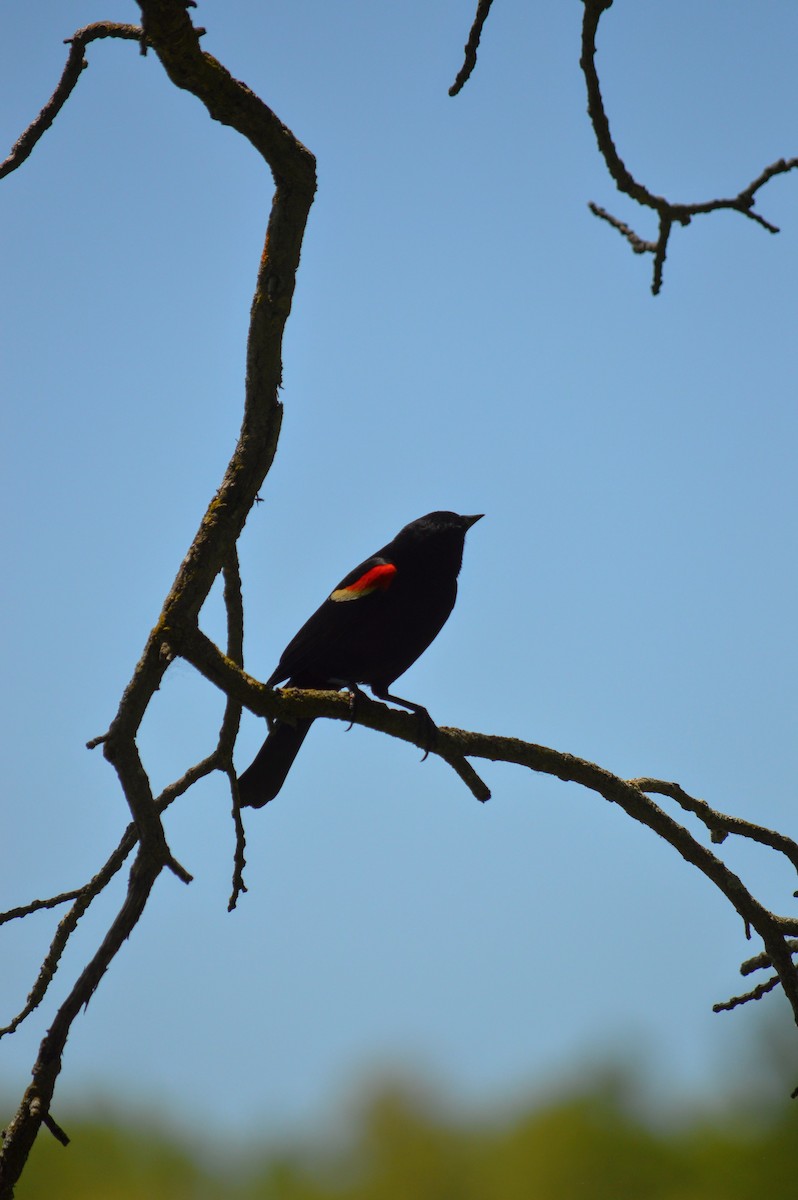 Red-winged Blackbird - ML619599538