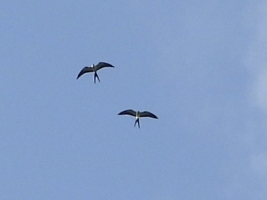 Swallow-tailed Kite - ML619599557