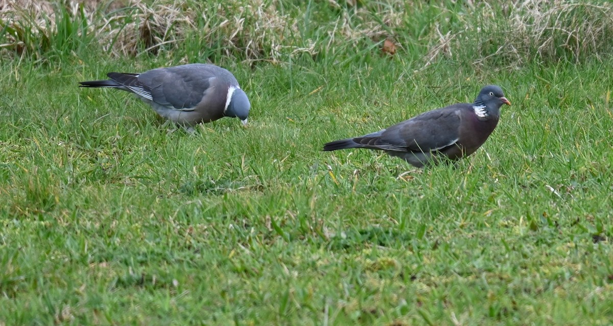 Common Wood-Pigeon - ML619599573