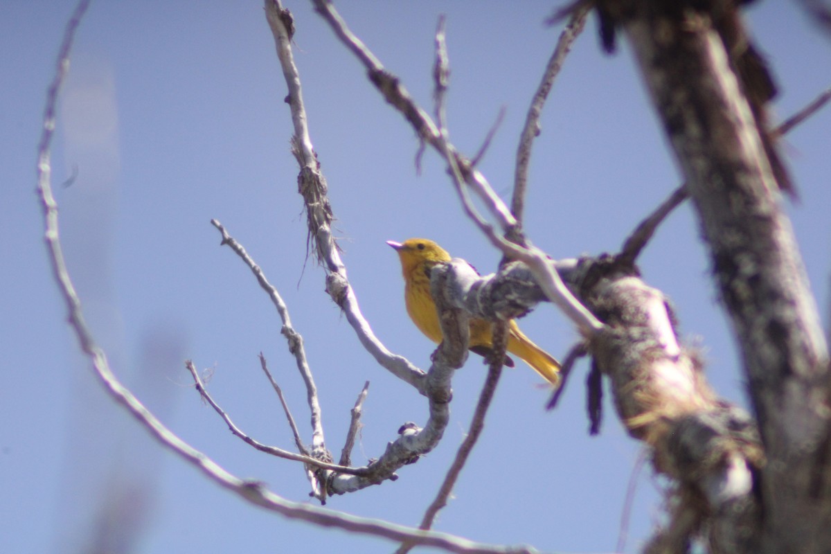Yellow Warbler - ML619599611