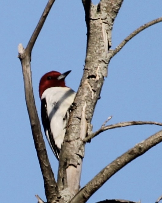 Red-headed Woodpecker - ML619599626