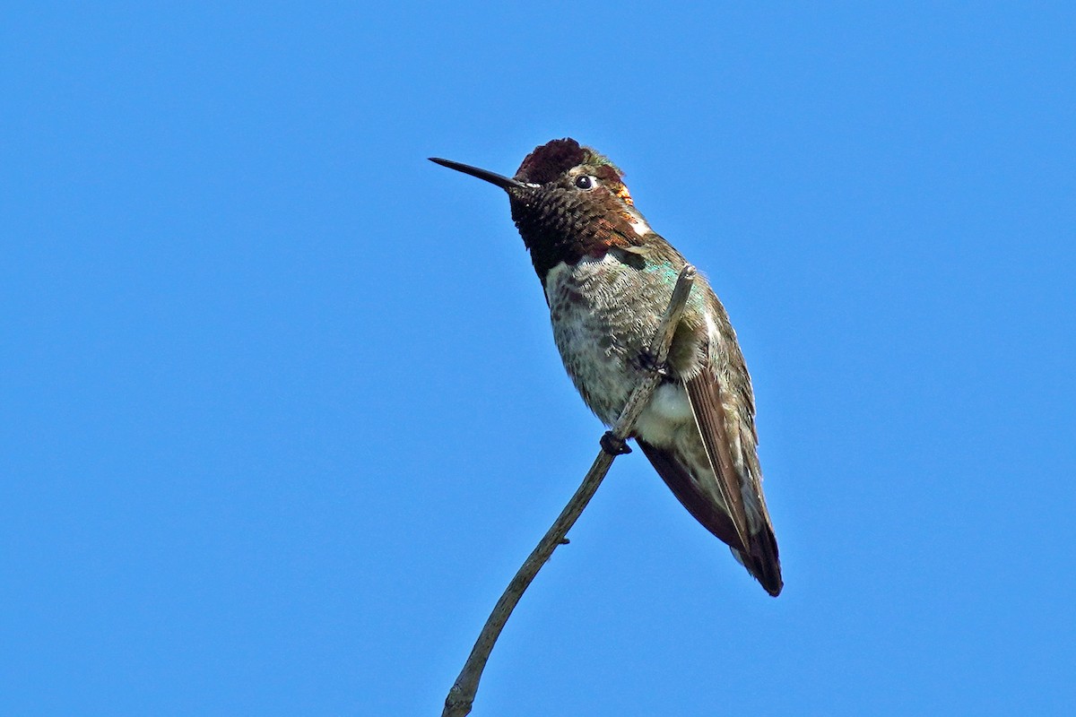 Anna's Hummingbird - ML619599628