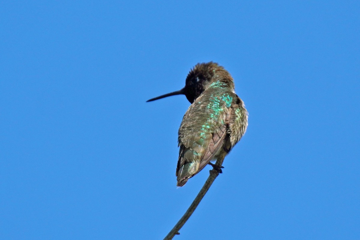 Anna's Hummingbird - ML619599629