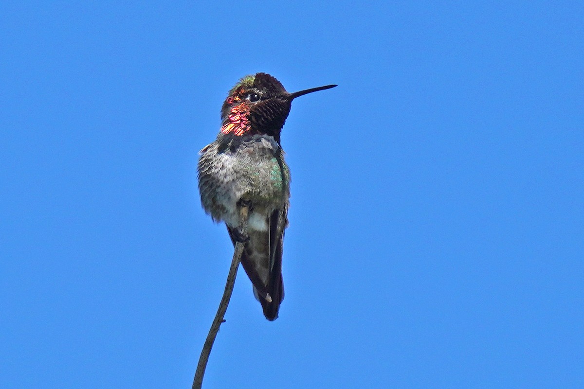 Anna's Hummingbird - ML619599630