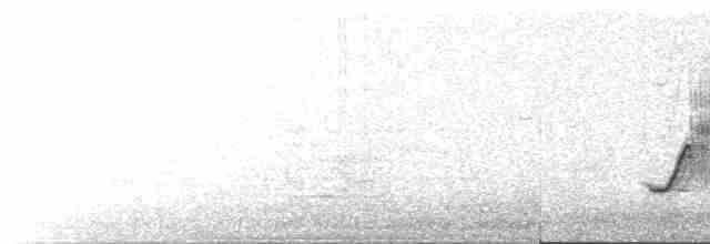 Тауї плямистий - ML619599671