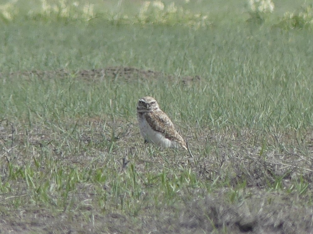 Burrowing Owl - ML619599701