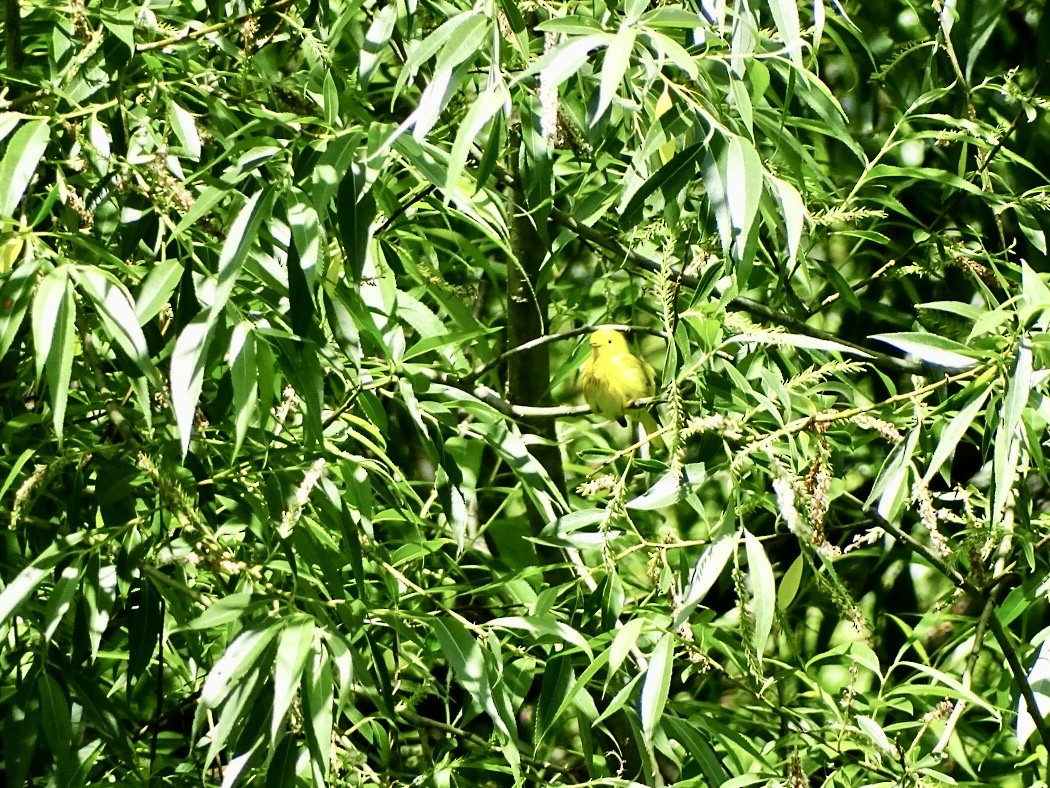 Yellow Warbler - ML619599720