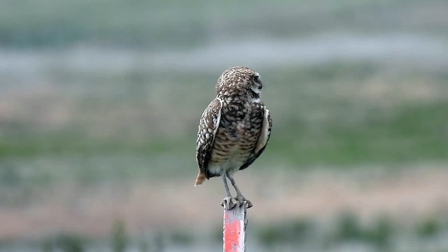 Burrowing Owl - ML619599721