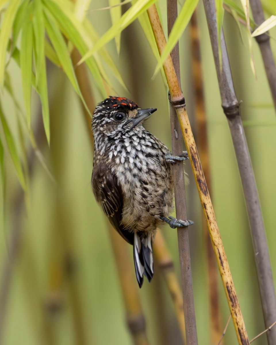 White-wedged Piculet - ML619599732