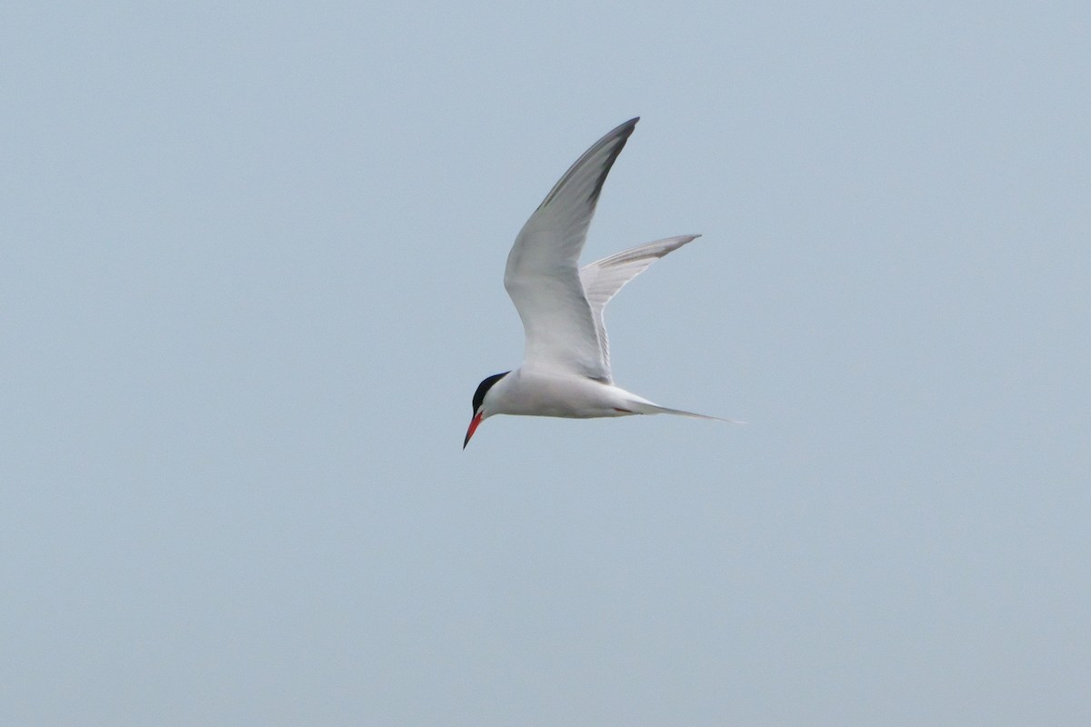 Common Tern - ML619599793