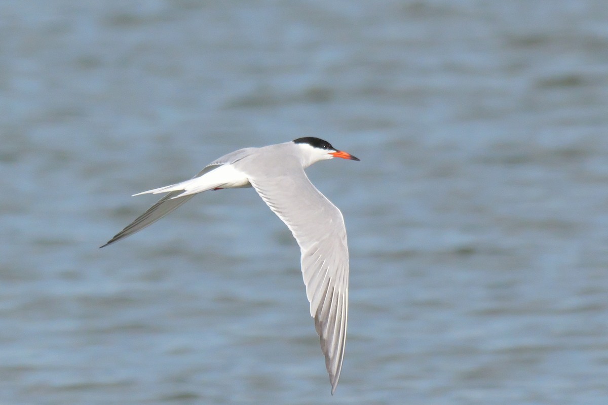 Common Tern - ML619599795