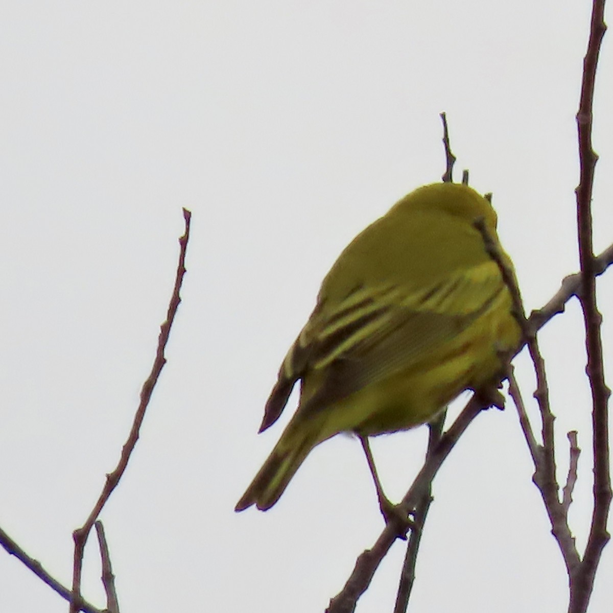 Yellow Warbler (Northern) - ML619599806