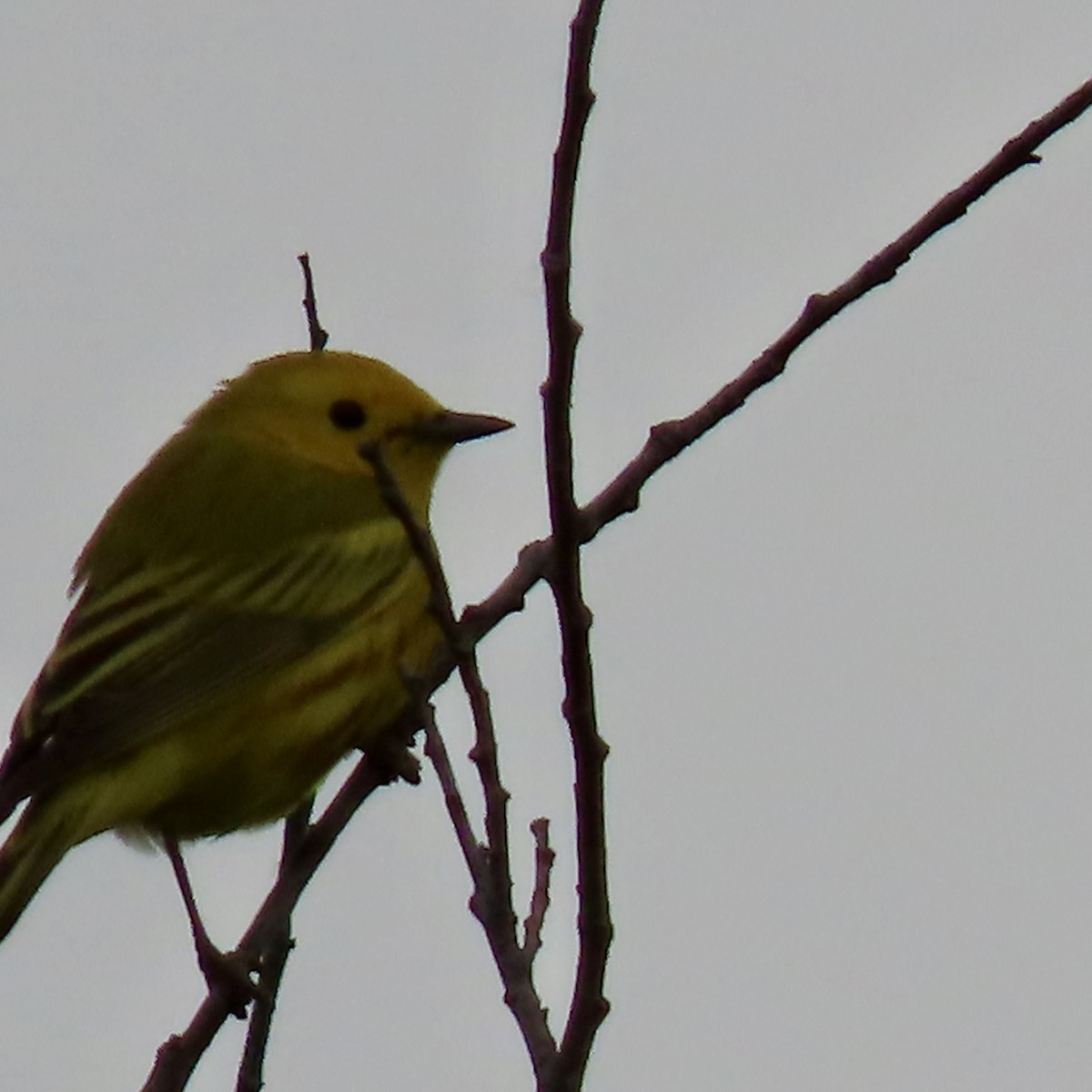 Yellow Warbler (Northern) - ML619599808
