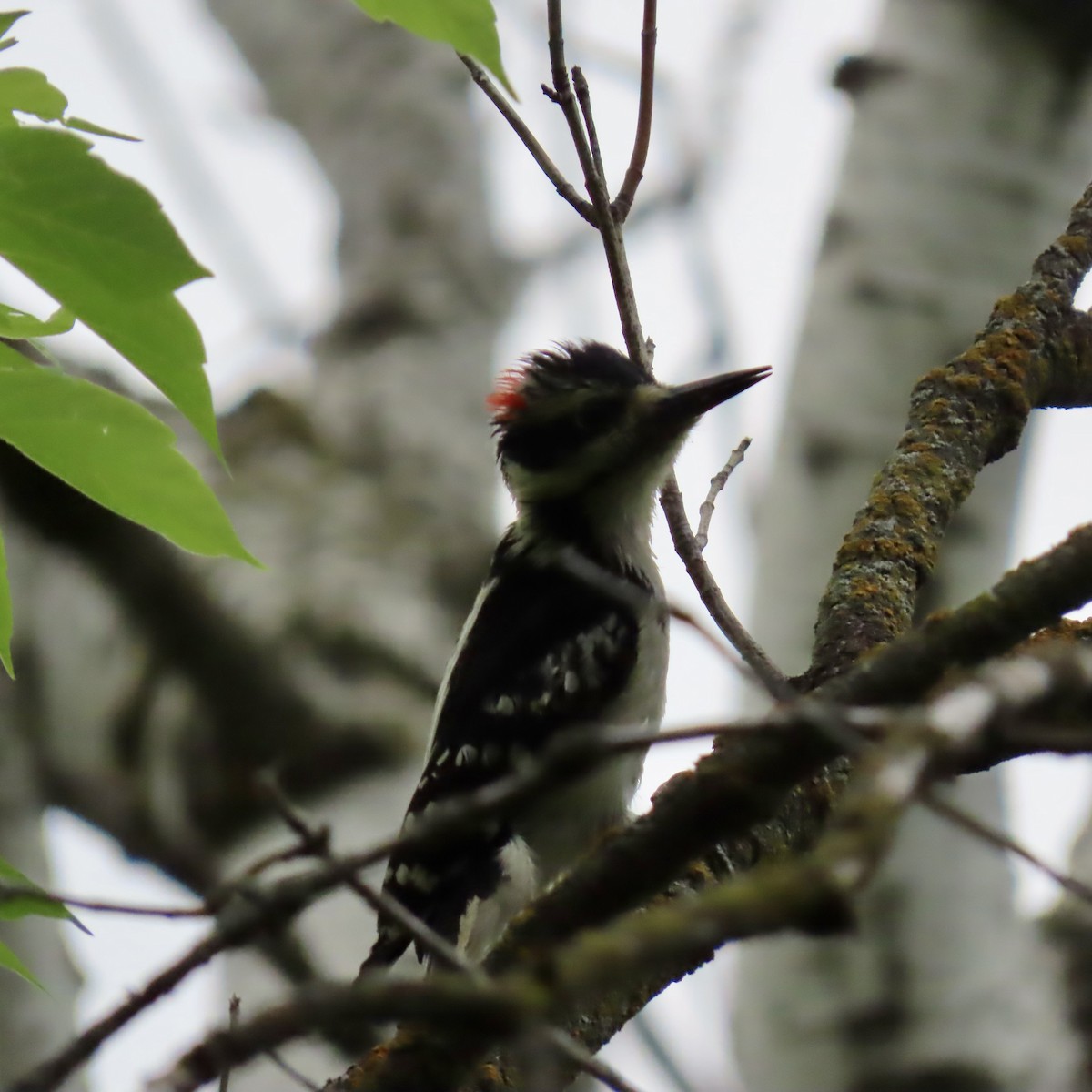 Hairy Woodpecker - ML619599838