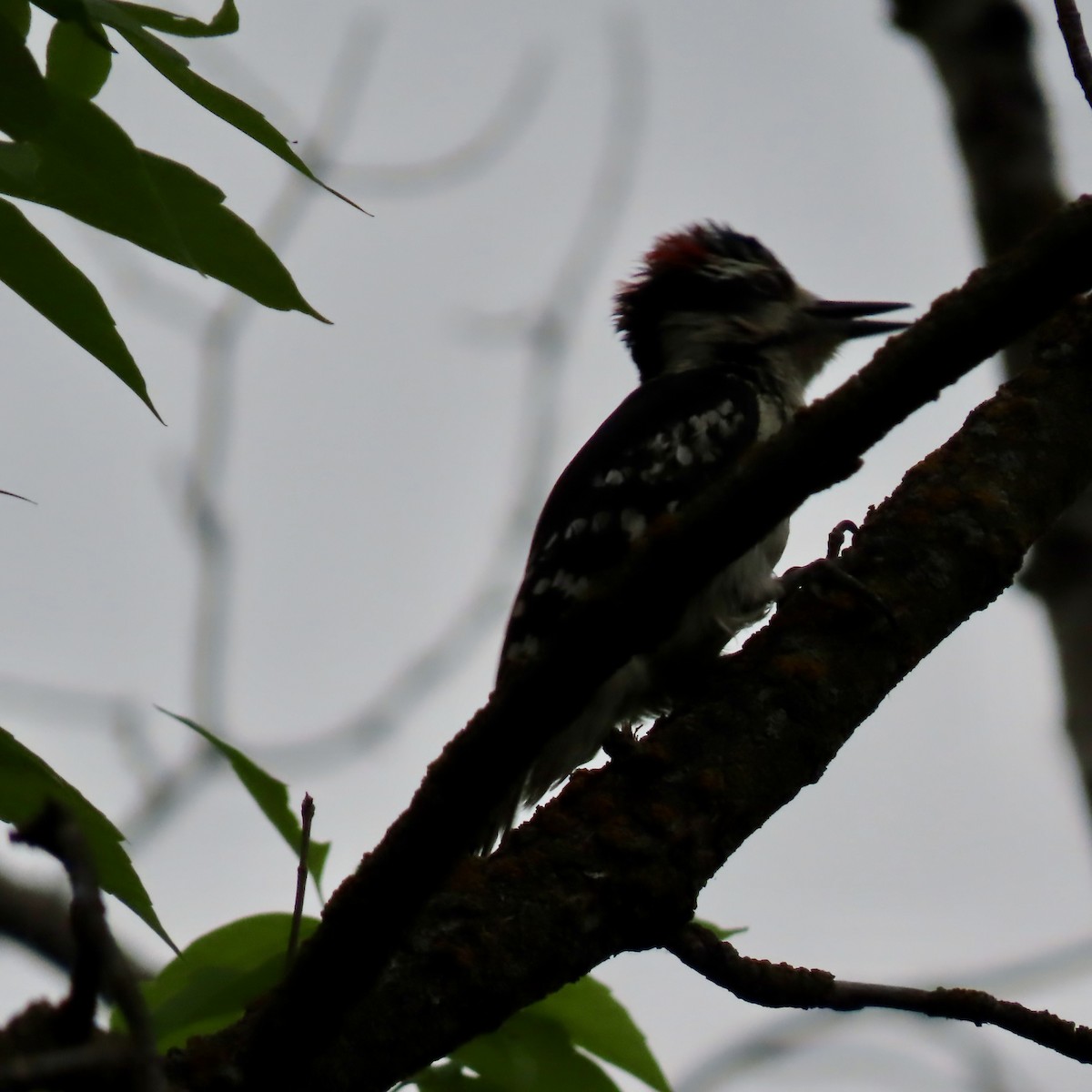 Hairy Woodpecker - ML619599839