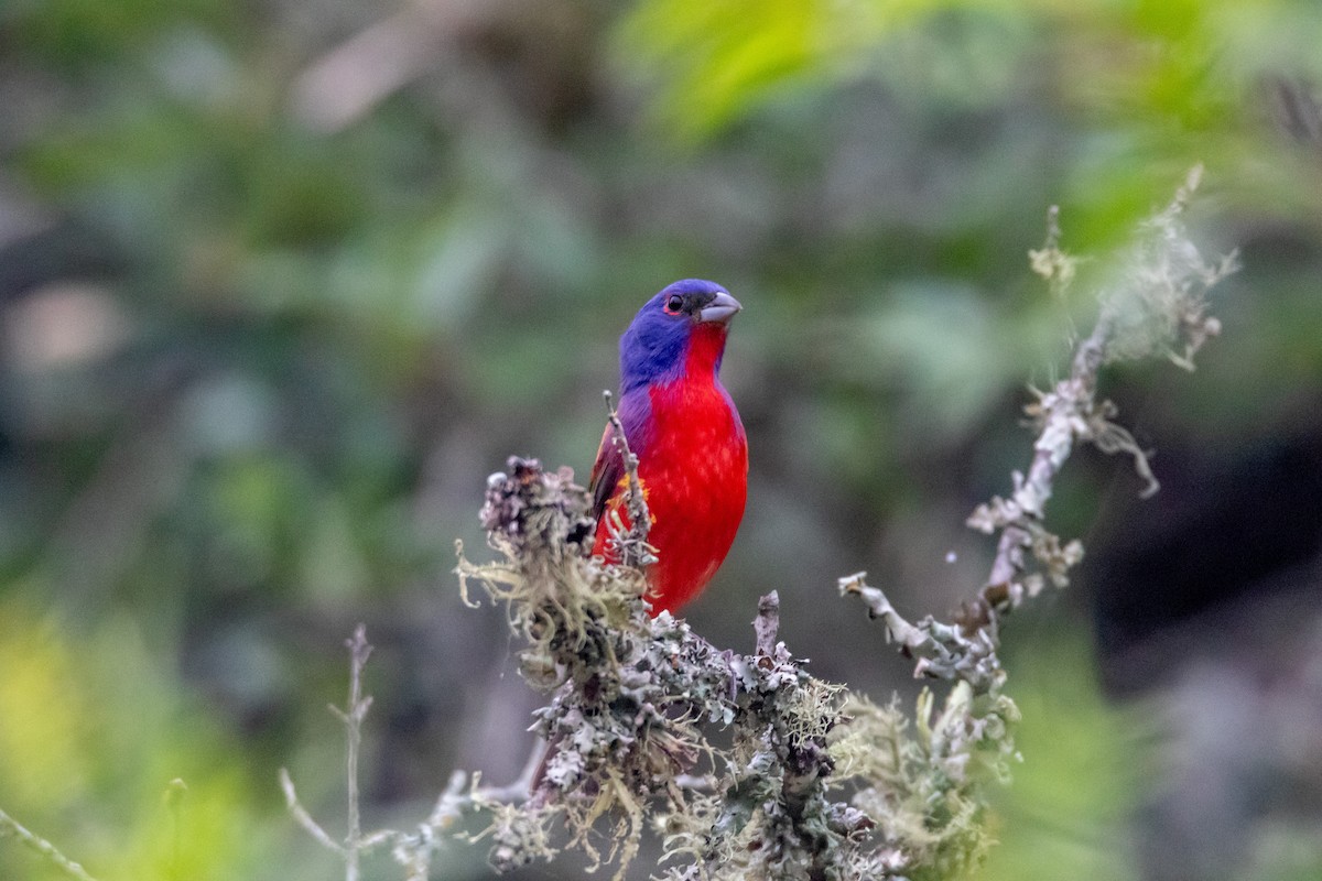 Painted Bunting - ML619599869