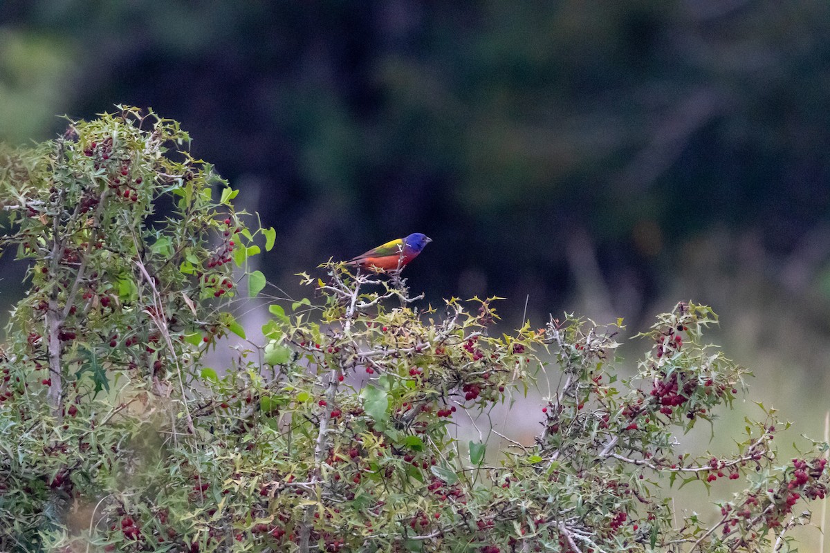 Painted Bunting - ML619599871