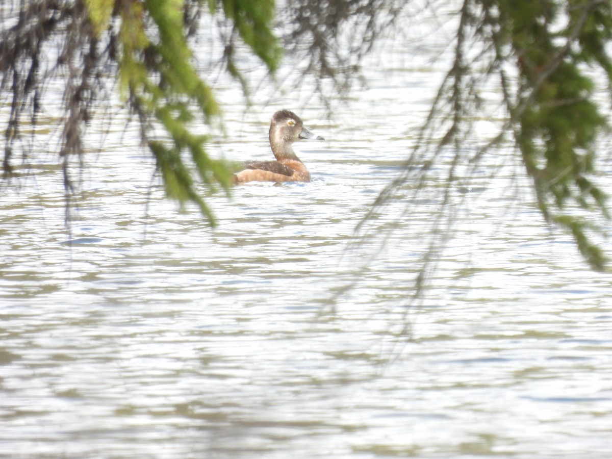 Ring-necked Duck - ML619599881