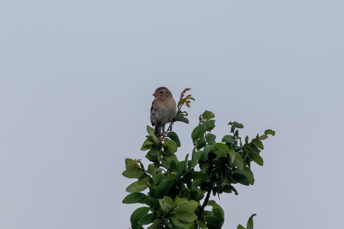 Field Sparrow - ML619599947