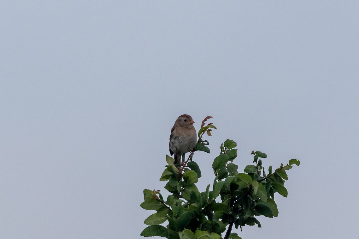 Field Sparrow - ML619599948