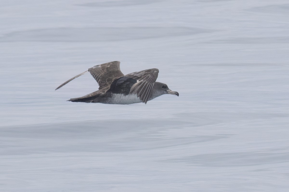 Pink-footed Shearwater - ML619600003