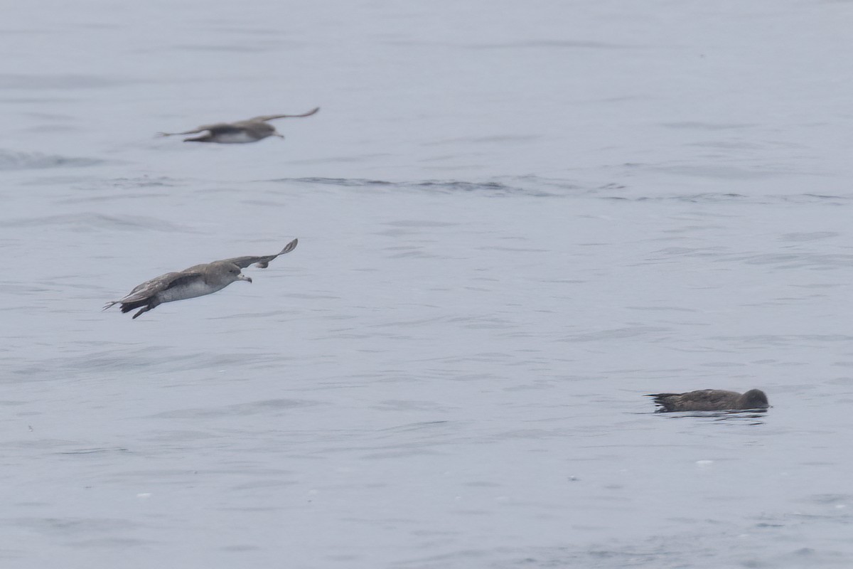 Pink-footed Shearwater - ML619600004