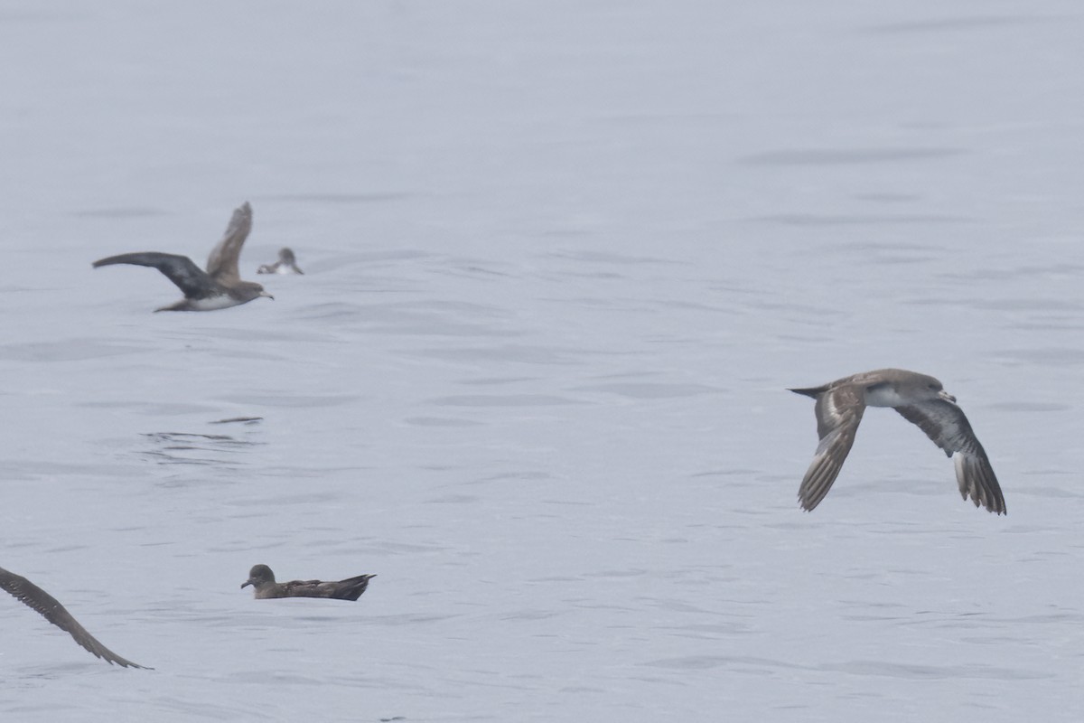 Pink-footed Shearwater - ML619600005