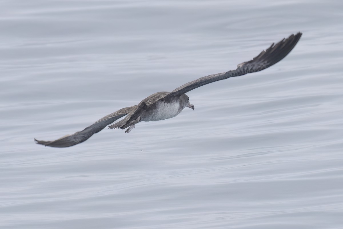 Pink-footed Shearwater - ML619600009
