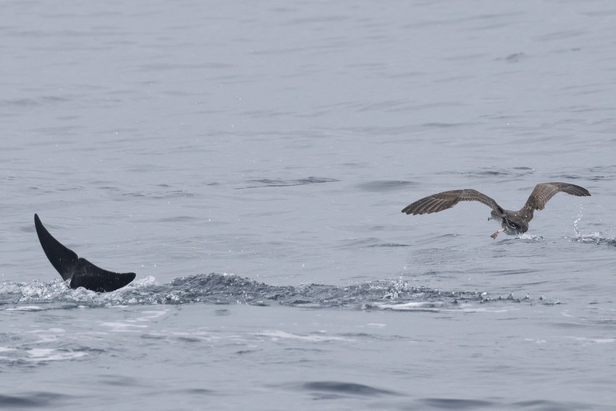 Pink-footed Shearwater - ML619600011
