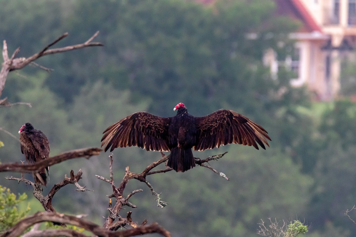 Turkey Vulture - ML619600015